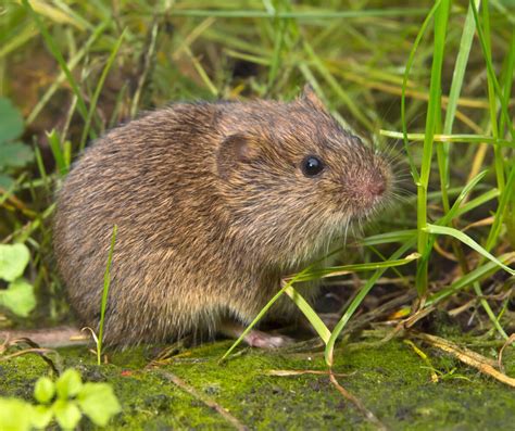 Meadow Voles